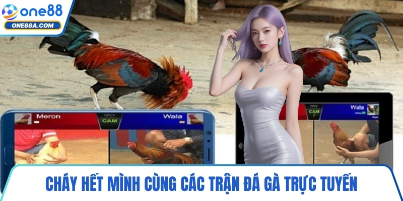 Cháy hết mình cùng các trận đá gà trực tuyến