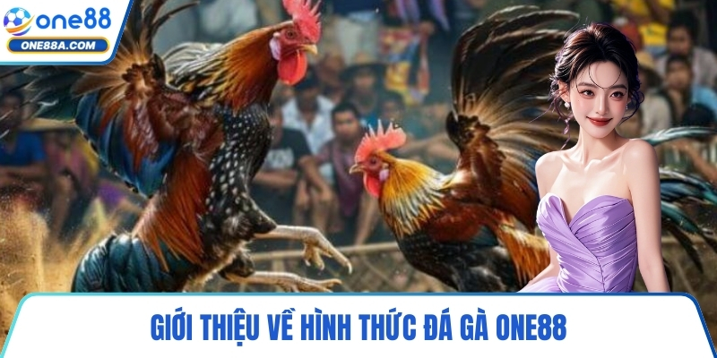 Giới thiệu về hình thức đá gà ONE88